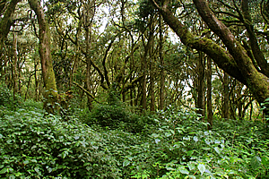 Cloud forest above the hut