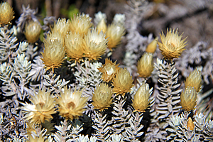 Everlasting daisy flowers