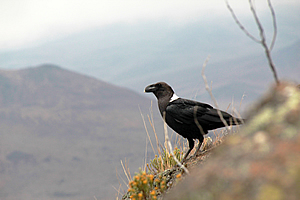 Raven