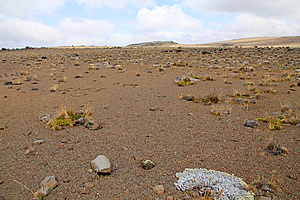 Sparse vegetation on the Martian surface