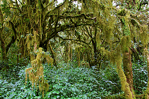 Forest around Mandara