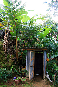 King fern next to toilet 