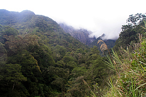Remote forest in Mesilau