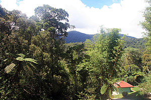 Tropical forest at the bottom of the mountain