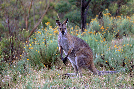 Kangaroo