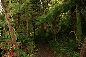 Trail through dark forest