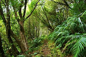 Forest beside the inlet