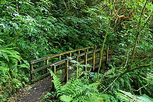 Bridge in the forest