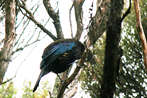 Tui