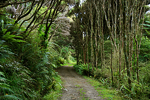 Scrubby forest along the trail 