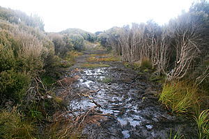 Muddy trail approaching Chocolate Swamp