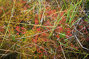Native sundews