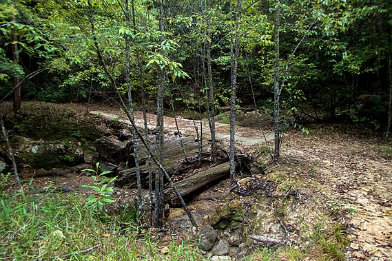 Bridge of logs