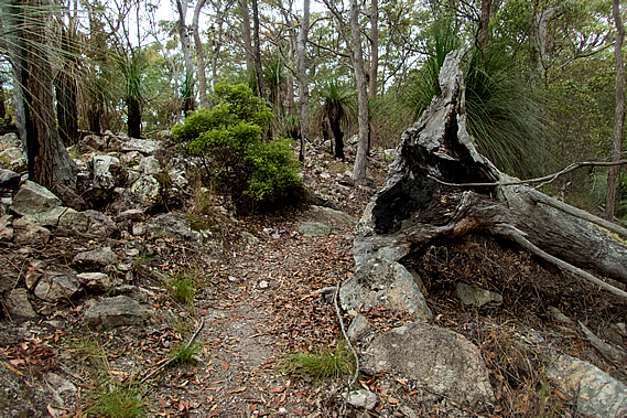 Summit of Gheerulla Bluff