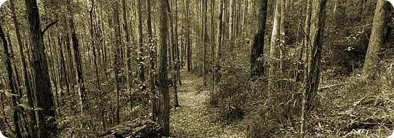 Day 2 - The Forested Ridges