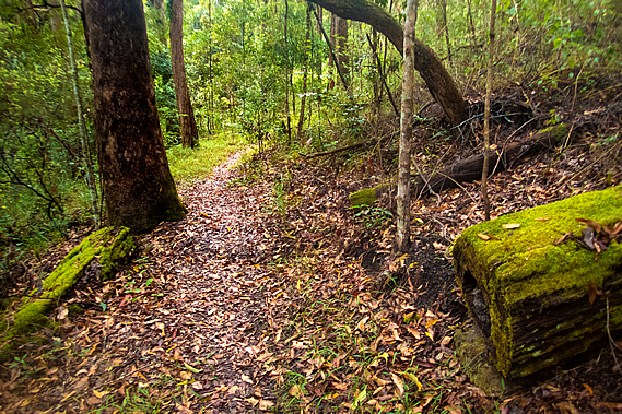 Mossy forest
