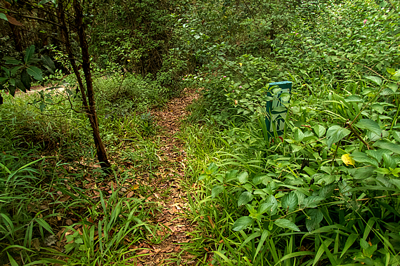 Overgrown track beside the road