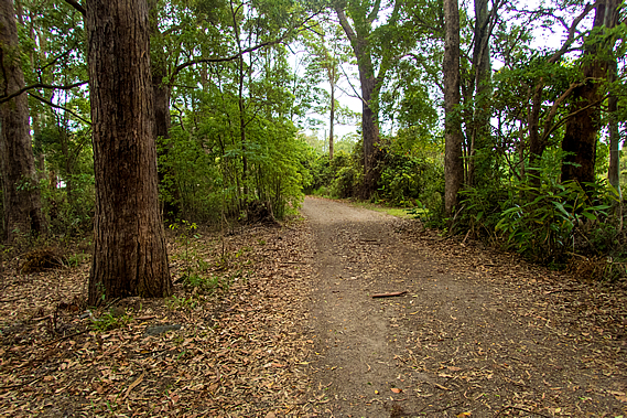 Forest near the park