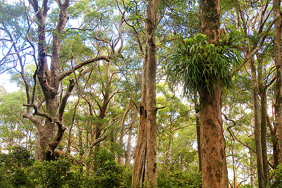 Gum trees