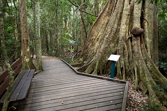 Big strangler fig