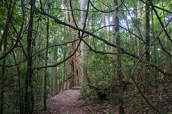Tangle of vines
