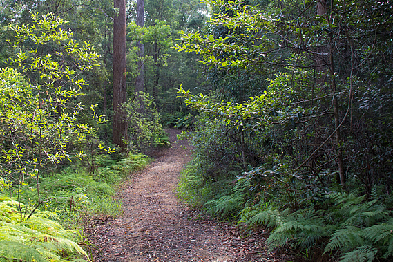 Track through the forest