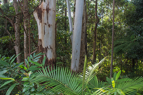 Forest beside the road