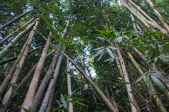 Tall bamboo