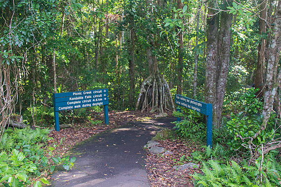Entrance into forest