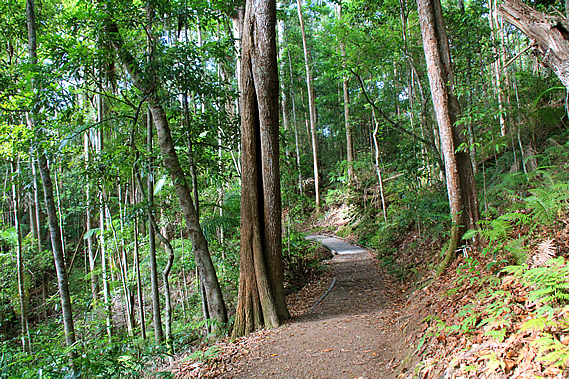 Track to the lookout