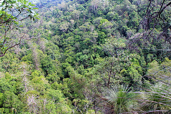 Looking down over the forest
