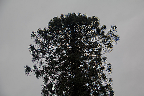 Bunya Pine