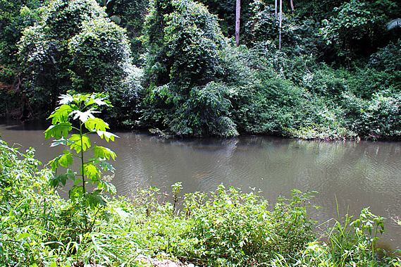 Obi Obi Creek