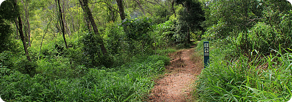 Sunshine Coast Hinterland Great Walk