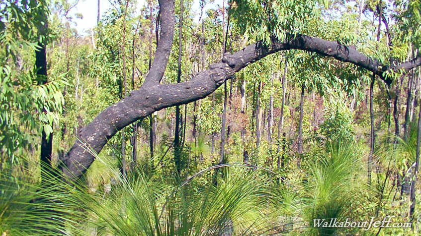 After the bushfire