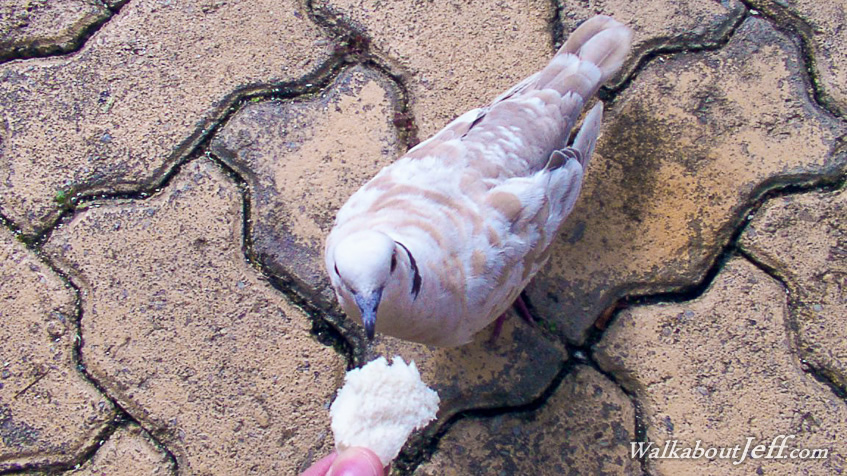 Dove