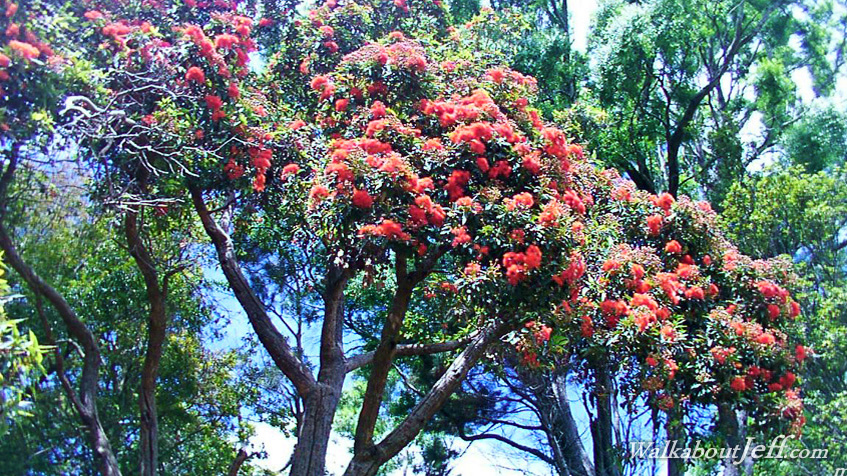 Northern rata