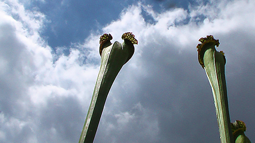 Pitcher Plants