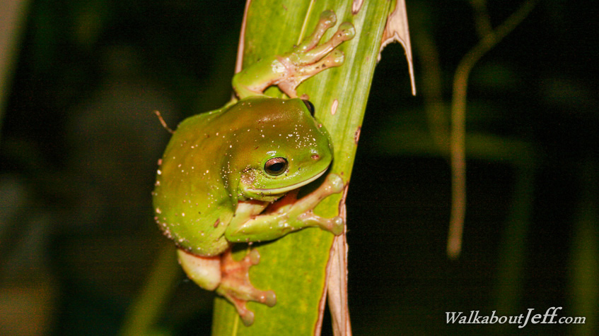 Green tree frog