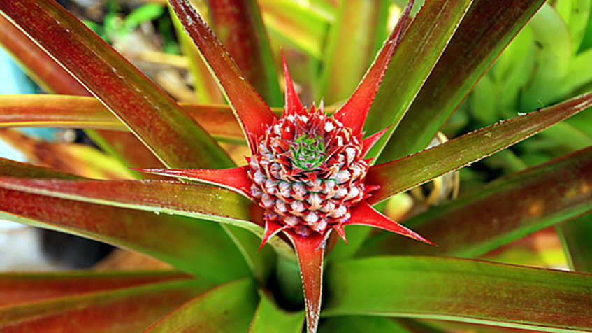 Pineapple