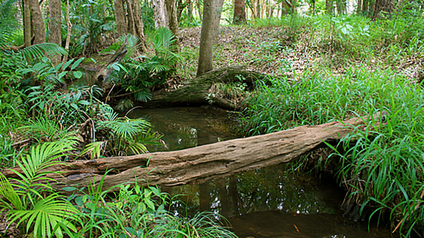 Little brook in the suburbs