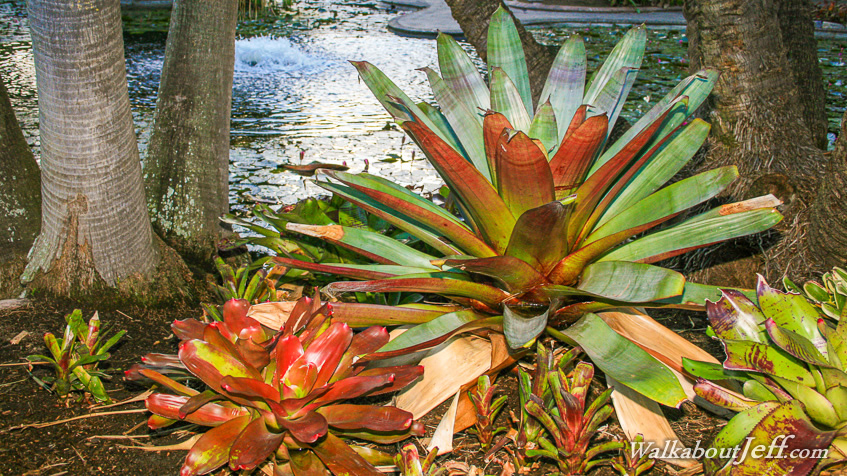 Huge bromeliad in the evening
