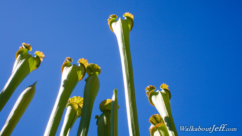 Giant pitcher plants