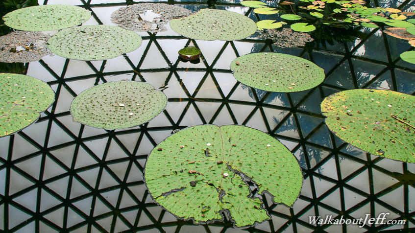 Reflections of the tropical dome