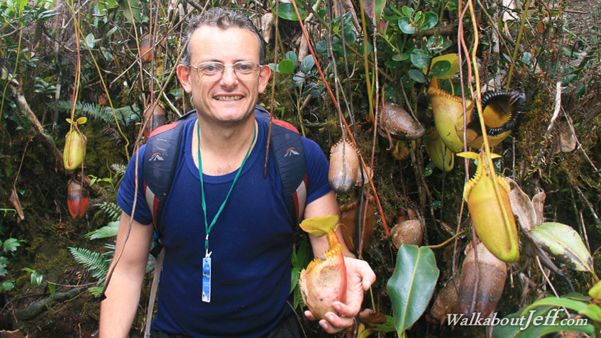 Nepenthes Villosa