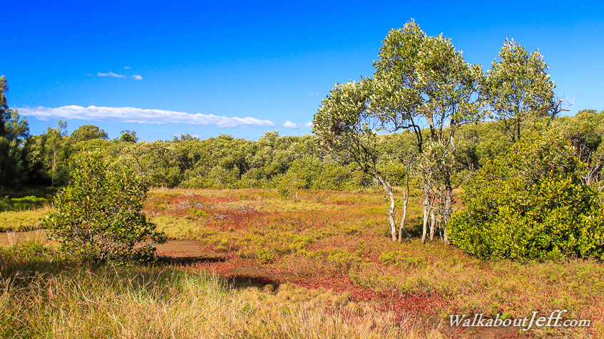 Nudgee Beach wetlands