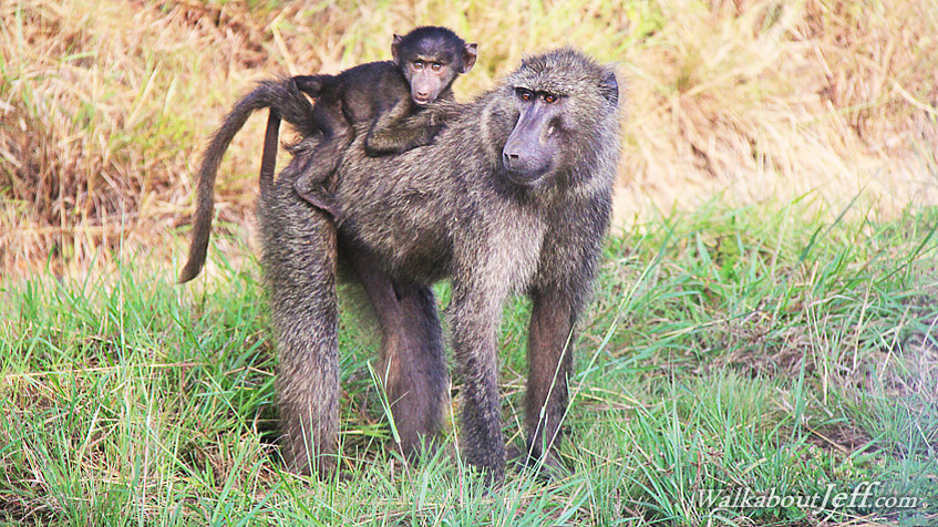 Baboons
