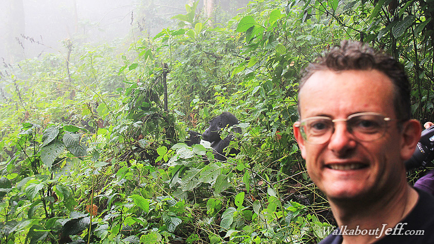 Gorillas in the mist