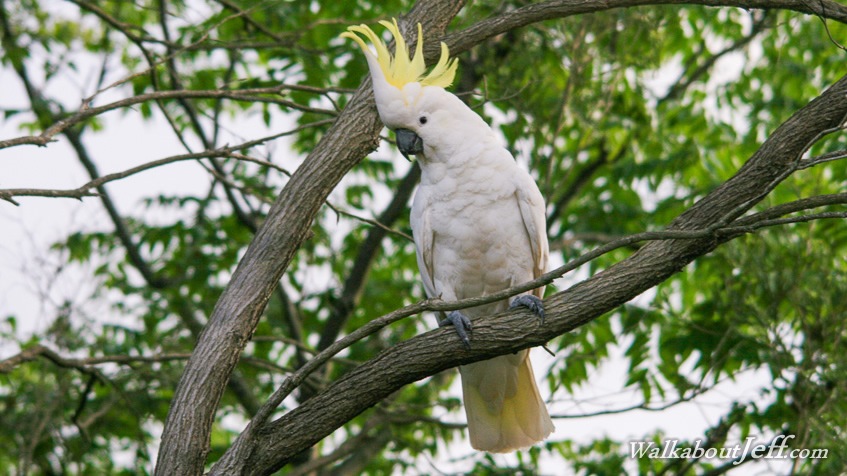 Sulphur crested cockatoo