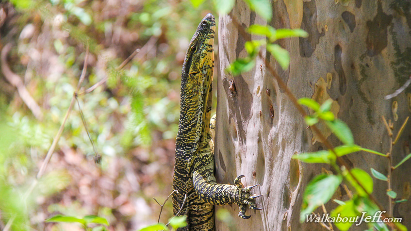 Lace monitor